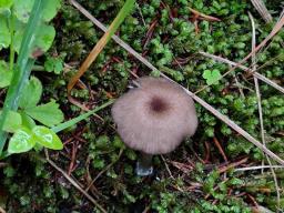 Entoloma caesiocinctum