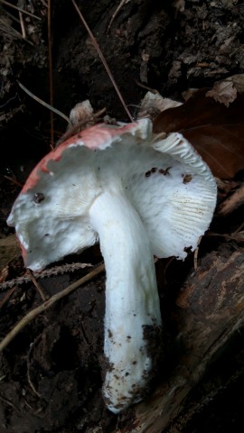 Russula