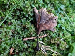 Thelephora caryophyllea