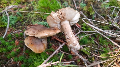 Tricholoma fucatum