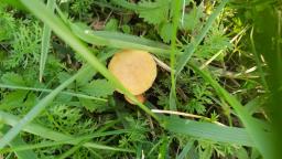 Agrocybe vervacti