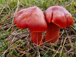 Hygrocybe punicea