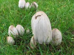 Coprinopsis atramentaria