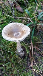 Amanita battarrae