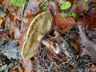 Suillus luteus