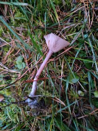 Pseudoclitocybe expallens