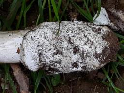 Amanita spadicea