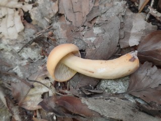 Lactifluus volemus