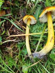 Hygrocybe conica