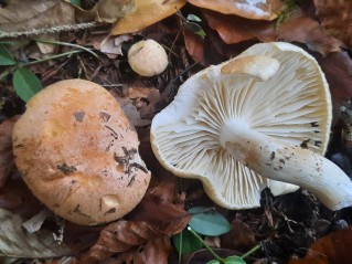 Hygrophorus pudorinus