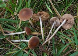 Psathyrella clivensis