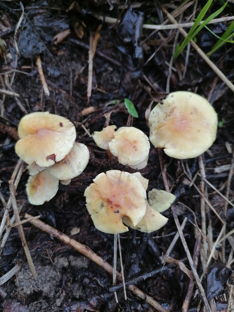 Hypholoma fasciculare