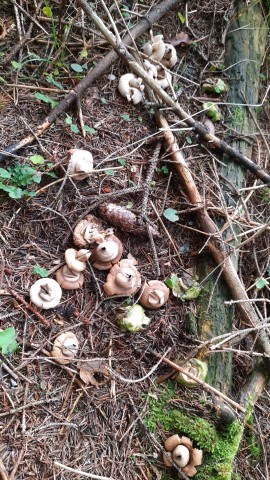 Geastrum fimbriatum