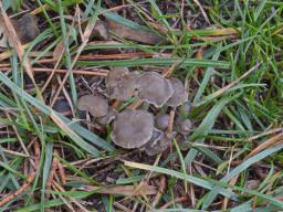 Mycena pseudopicta