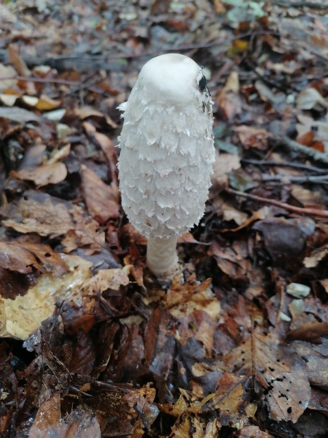 Coprinus comatus