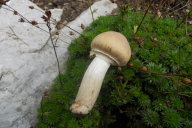 Cortinarius caperatus