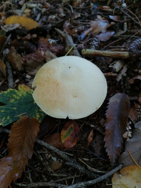 Agaricus sylvicola