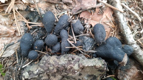 Xylaria polymorpha