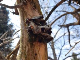 Auricularia auricula-judae