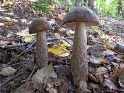 Leccinum melaneum