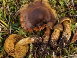 Cortinarius malicorius