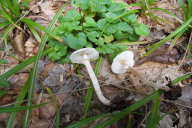 Lepiota cristata