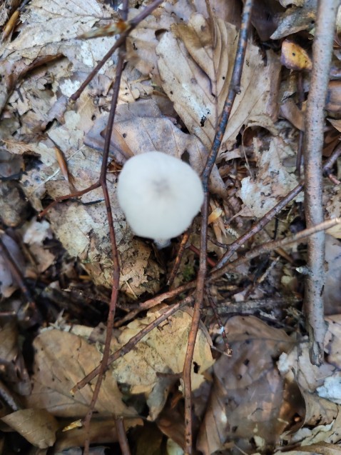 Laccaria amethystina