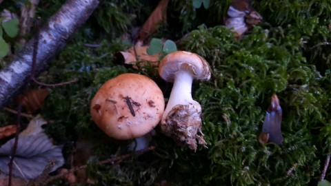 Leucocortinarius bulbiger