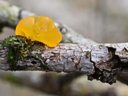 Tremella mesenterica