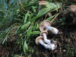 Cortinarius caninus