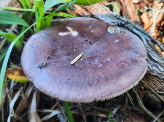 Russula vesca