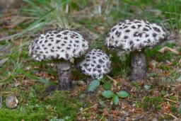 Strobilomyces strobilaceus