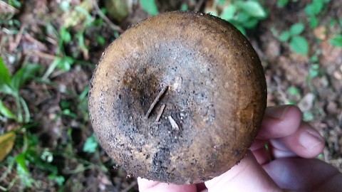 Lactarius turpis