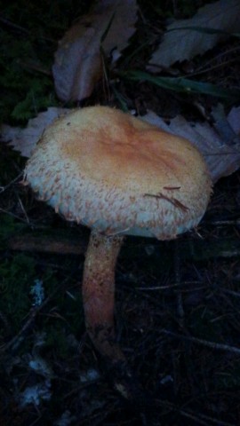 Pholiota squarrosa