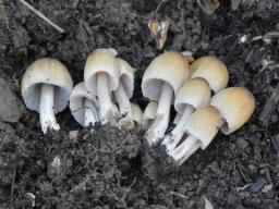 Coprinellus micaceus