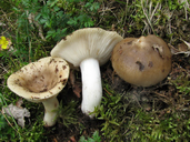 Russula pectinatoides