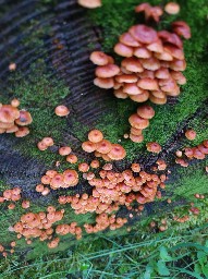 Xeromphalina campanella