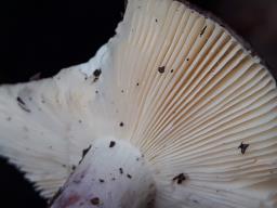 Russula amoena