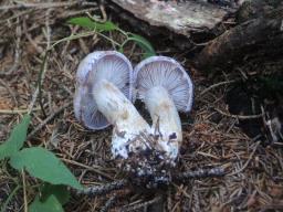 Cortinarius malachius