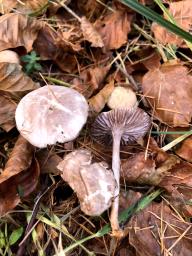 Mycena pelianthina