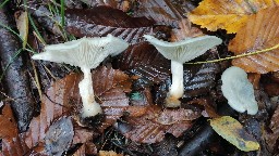 Clitocybe odora