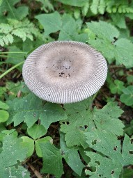 Amanita umbrinolutea