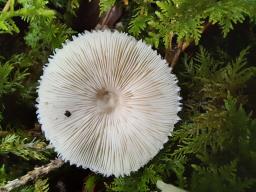 Volvariella hypopithys