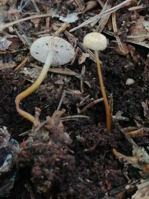 Strobilurus tenacellus