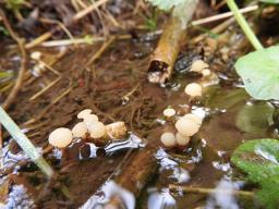 Cudoniella clavus