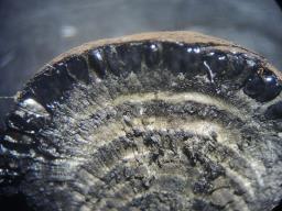 Daldinia childiae