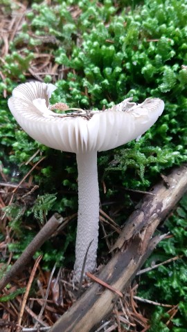 Amanita vaginata