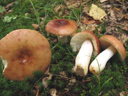 Russula melliolens