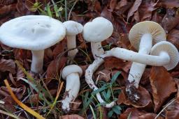 Hygrophorus cossus