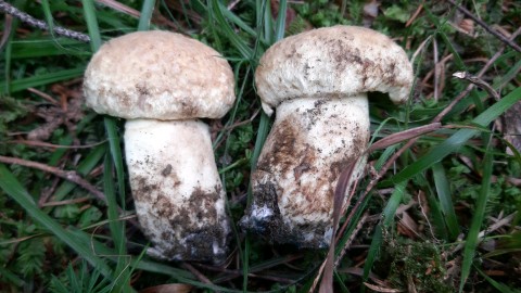 Gyroporus cyanescens